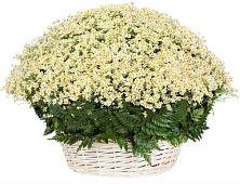 Цветочная композиция из Ромашки в корзине #REPLACE_PRED# Металлплощадке